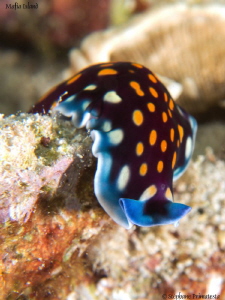 Flatworm. by Stéphane Primatesta 